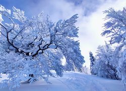 Ślady na śniegu pod zaśnieżonymi drzewami