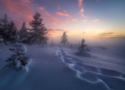 Zima, Śnieg, Ślady, Ośnieżone, Drzewa, Ringerike, Norwegia