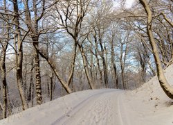 Ślady na zaśnieżonej drodze w lesie