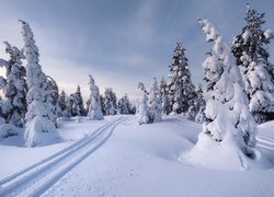 Ślady opon na śniegu pośród ośnieżonych świerków