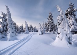 Zima, Śnieg, Drzewa, Świerki, Wzgórze, Ślady