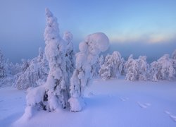 Ślady przy zaśnieżonych drzewach