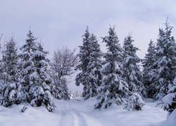 Zima, Drzewa, Las Śnieg, Droga