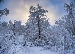 Ślady w śniegu pod ośnieżonymi drzewami w lesie