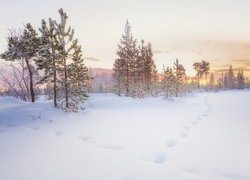 Ślady w śniegu prowadzące do lasu
