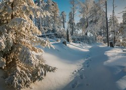 Ślady w śniegu w słonecznym lesie