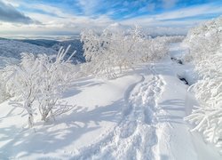 Zima, Ślady, Ośnieżone, Drzewa