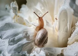 Ślimak na białym kwiatku w makro