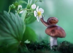 Ślimak na grzybie obok kwiatu truskawki