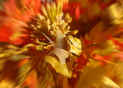Ślimak na kwiatku w rozmyciu