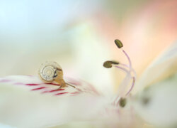 Ślimak na płatku kwiatka