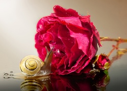 Ślimak podziwia czerwoną różę w kroplach rosy