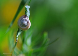 Ślimak z muszlą wspina się po trawie