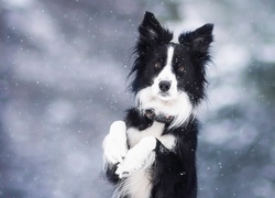 Border Collie, Zima