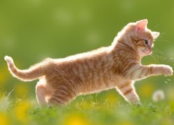Słodki kotek bawiący się dmuchawcem