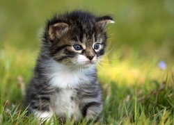 Słodki mały kotek w trawie