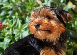 Słodki piesek yorkshire terrier