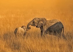 Słoń i słoniątko w pożółkłej trawie
