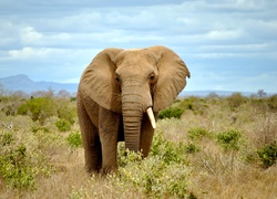 Słoń na spacerze po sawannie