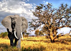 Słoń obok drzewa