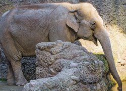 Słoń pijący wodę przy skałach