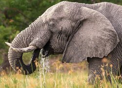 Słoń pijący wodę