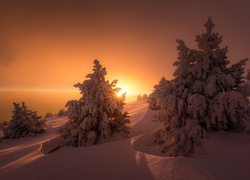 Zima, Śnieg, Zachód słońca, Świerki