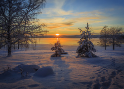 Zima, Drzewa, Choinki, Zachód słońca
