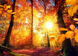 Słońce w kolorowym jesiennym lesie