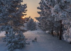 Zima, Wschód słońca, Drzewa, Sosny, Śnieg