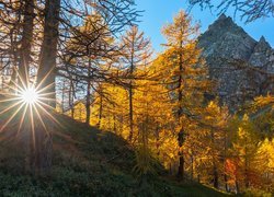 Słońce wśród jesiennych drzew w górach