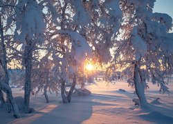 Wschód słońca, Ośnieżone, Drzewa, Zima