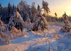 Zima, Las, Wschód słońca, Śnieg