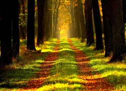 Słoneczna droga wśród liści i drzew