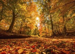 Jesień, Las, Drzewa, Liście, Promienie słońca