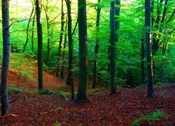 Polska, Gdańsk, Trójmiejski Park Krajobrazowy, Las Oliwski, Drzewa, Rośliny