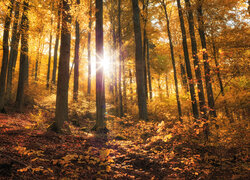 Słoneczne promienie między drzewami w jesiennym lesie