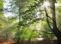 Słoneczne promienie prześwitują przez liście drzew