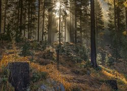 Słoneczne promienie w sosnowym lesie