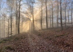 Słoneczne promienie wśród bezlistnych drzew w zamglonym lesie