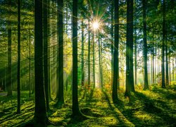 Słoneczne promienie wśród drzew w zielonym lesie