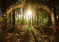 Słoneczne refleksy wśród drzew w lesie