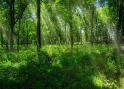 Słoneczne smugi w zielonym lesie