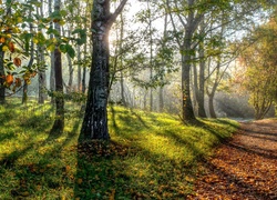 Słoneczne światło przebija przez drzewa na leśną dróżkę