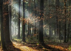 Słoneczne światło przebijające przez leśne drzewa