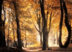 Słoneczne światło w jesiennym lesie