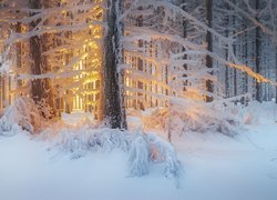 Zima, Las, Drzewa, Przebijające światło
