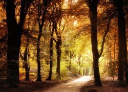 Słoneczne światło wśród jesiennych drzew w lesie