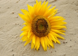 Słonecznik leżący na piasku