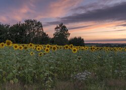 Słoneczniki na polu i drzewa o zachodzie słońca